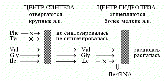 Рис.7.2. Схема "двойного сита" для механизма редактирования работы изолейцил-тРНК синтетазы