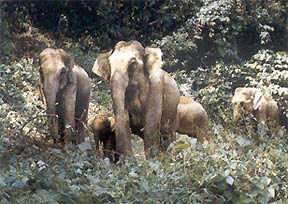 Стадо диких слонов, Сишуанбаньна