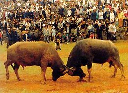 Бой быков на этническом  фестивале