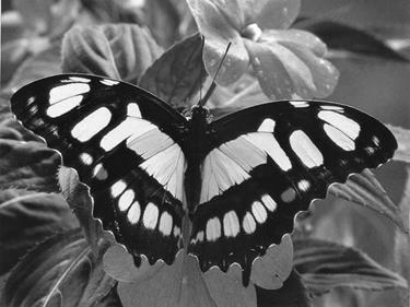 butterflys_012